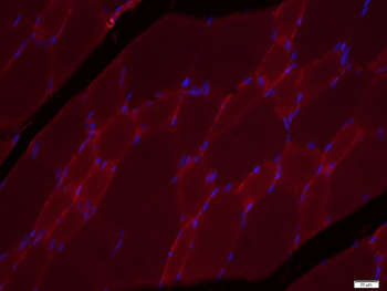 COX4I1 Mouse Monoclonal Antibody (Mitochondrial Loading Control)
