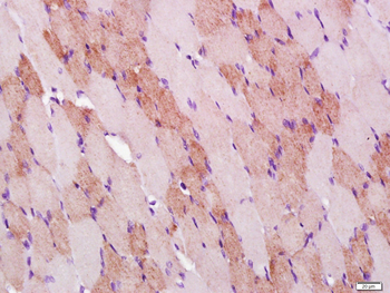 COX4I1 Mouse Monoclonal Antibody (Mitochondrial Loading Control)