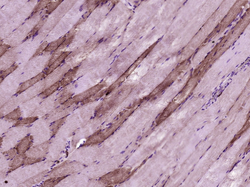 COX4I1 Mouse Monoclonal Antibody (Mitochondrial Loading Control)