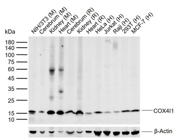 COX4I1 Mouse Monoclonal Antibody (Mitochondrial Loading Control)