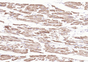 COX4I1 Mouse Monoclonal Antibody (Mitochondrial Loading Control)