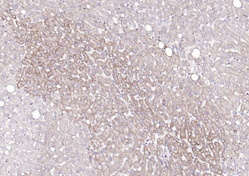 COX4I1 Mouse Monoclonal Antibody (Mitochondrial Loading Control)
