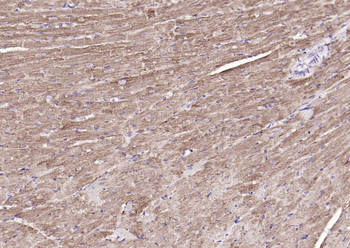 COX4I1 Mouse Monoclonal Antibody (Mitochondrial Loading Control)