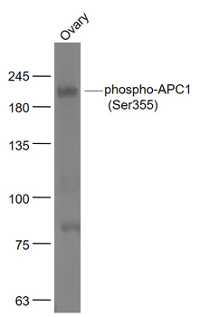 Phospho-APC1 (Ser355) Rabbit Polyclonal Antibody