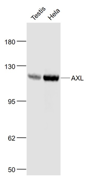 AXL Rabbit Polyclonal Antibody