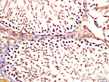 Phospho-CDC27 (Thr244) Rabbit Polyclonal Antibody