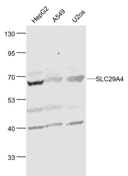 SLC29A4 Rabbit Polyclonal Antibody