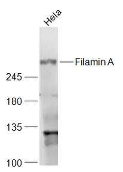 Filamin A Rabbit Polyclonal Antibody