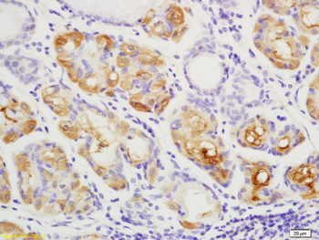 YES1 Rabbit Polyclonal Antibody