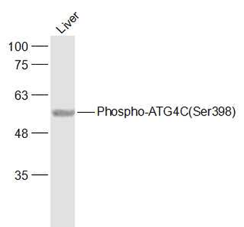 Phospho-ATG4C (Ser398) Rabbit Polyclonal Antibody
