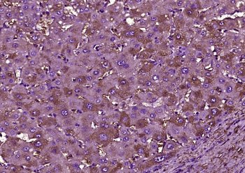 High density lipoprotein Rabbit Polyclonal Antibody