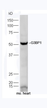 G3BP1 Rabbit Polyclonal Antibody