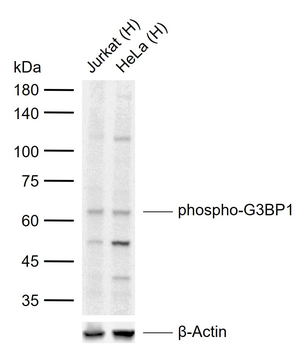 Phospho-G3BP1 (Ser232) Rabbit Polyclonal Antibody