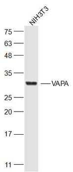 VAPA Rabbit Polyclonal Antibody