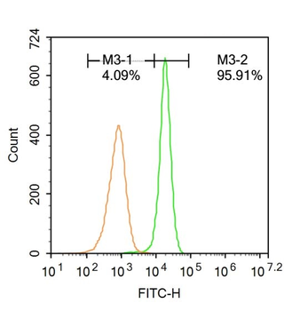 RRAGC Rabbit Polyclonal Antibody (FITC)
