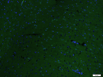 SLC25A3 Rabbit Polyclonal Antibody (FITC)