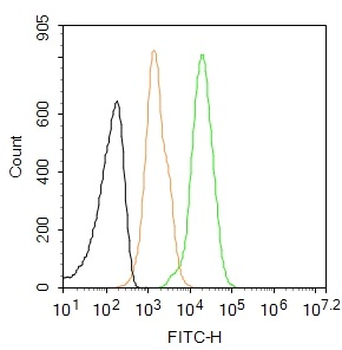 Cyclin B1 Mouse Monoclonal Antibody (FITC)