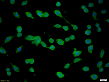 Cyclin B1 Mouse Monoclonal Antibody (FITC)