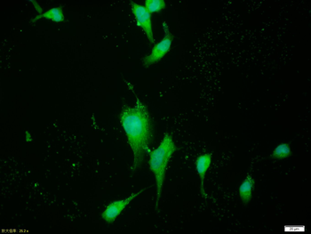 Cyclin B1 Mouse Monoclonal Antibody (FITC)