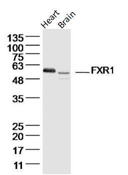 FXR1 Rabbit Polyclonal Antibody