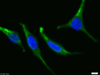 Bax Rabbit Polyclonal Antibody