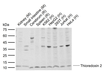 Thioredoxin 2 Rabbit Polyclonal Antibody