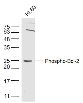 Phospho-Bcl-2 (Thr129) Rabbit Polyclonal Antibody