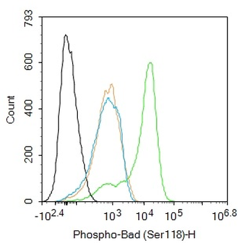 Phospho-Bad (Ser118) Rabbit Polyclonal Antibody