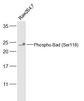 Phospho-Bad (Ser118) Rabbit Polyclonal Antibody