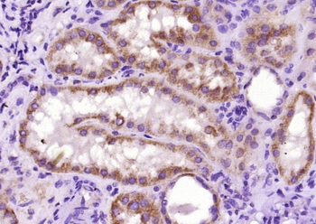 Phospho-Bad (Ser134) Rabbit Polyclonal Antibody