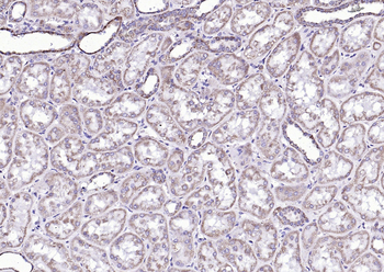 Phospho-Bad (Ser134) Rabbit Polyclonal Antibody