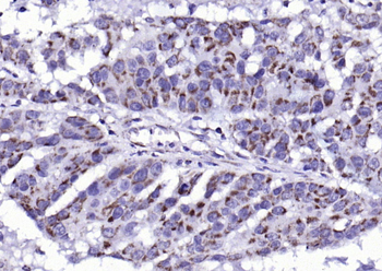 Phospho-Bad (Ser134) Rabbit Polyclonal Antibody