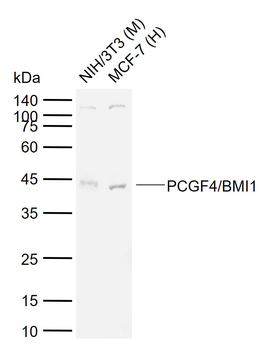 PCGF4/BMI1 Rabbit Polyclonal Antibody
