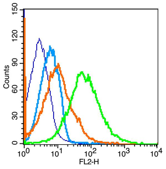 BLNK Rabbit Polyclonal Antibody