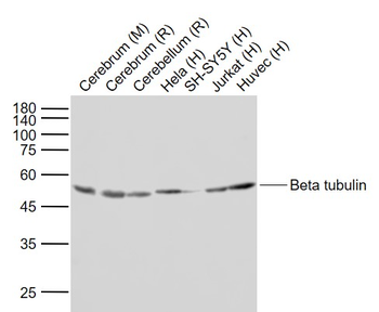 Beta tubulin Mouse Monoclonal Antibody (HRP)
