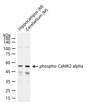 Phospho-CaMK2 alpha (Thr305) Rabbit Polyclonal Antibody