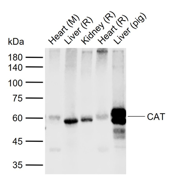CAT Rabbit Polyclonal Antibody