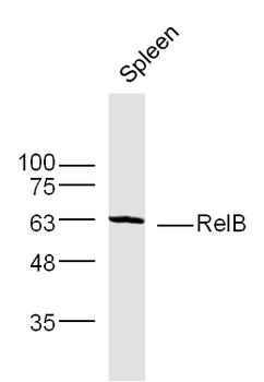 RelB Rabbit Polyclonal Antibody
