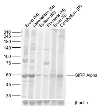 SIRP Alpha Rabbit Polyclonal Antibody
