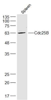 Cdc25B Rabbit Polyclonal Antibody