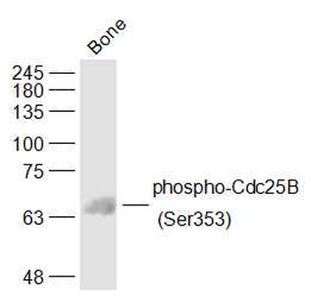 Phospho-Cdc25B (Ser353) Rabbit Polyclonal Antibody