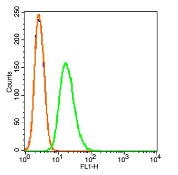 Cdc7 Rabbit Polyclonal Antibody