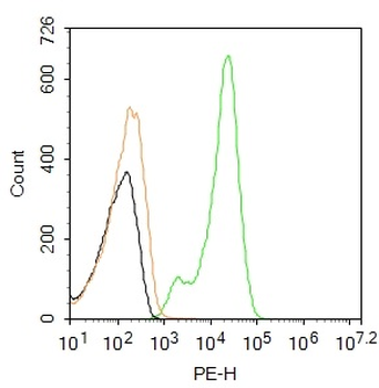 FOXP3 Rabbit Polyclonal Antibody (PE)