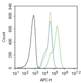 Phospho-CDK2 (Thr14) Rabbit Polyclonal Antibody