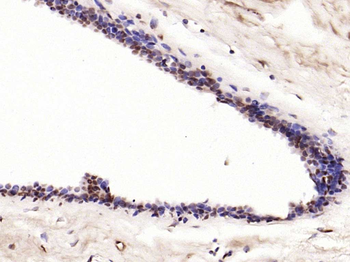 Phospho-c-Jun (Ser63) Rabbit Polyclonal Antibody