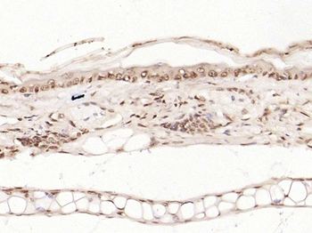 Phospho-c-Jun (Ser63) Rabbit Polyclonal Antibody
