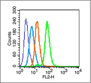 Phospho-c-Jun (Thr91) Rabbit Polyclonal Antibody