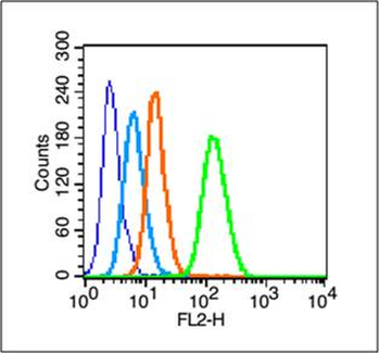 Phospho-c-Jun (Tyr170) Rabbit Polyclonal Antibody