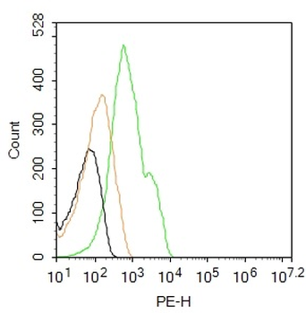 Connexin 43 Rabbit Polyclonal Antibody (PE)