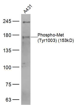 Phospho-MET (Tyr1003) Rabbit Polyclonal Antibody